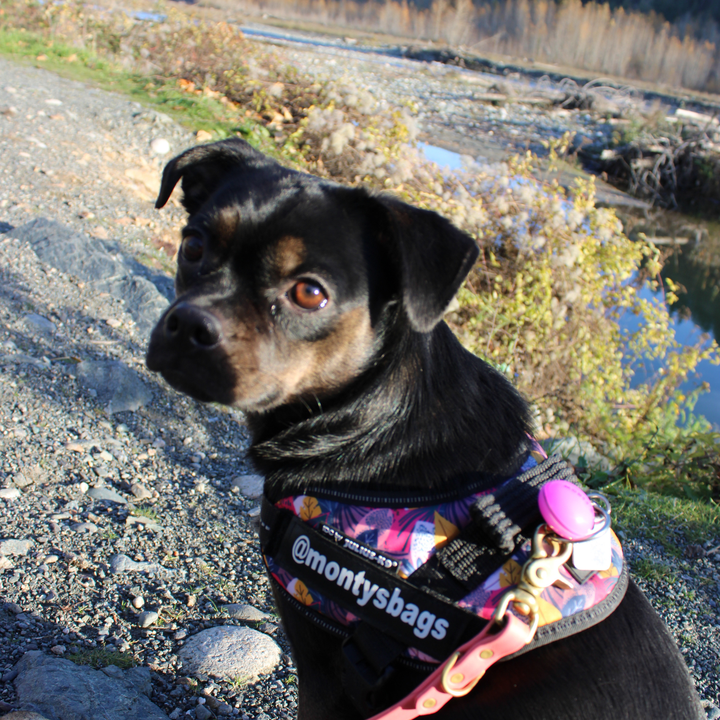 Collier/harnais lumineux pour chien rechargeable par USB 🍁