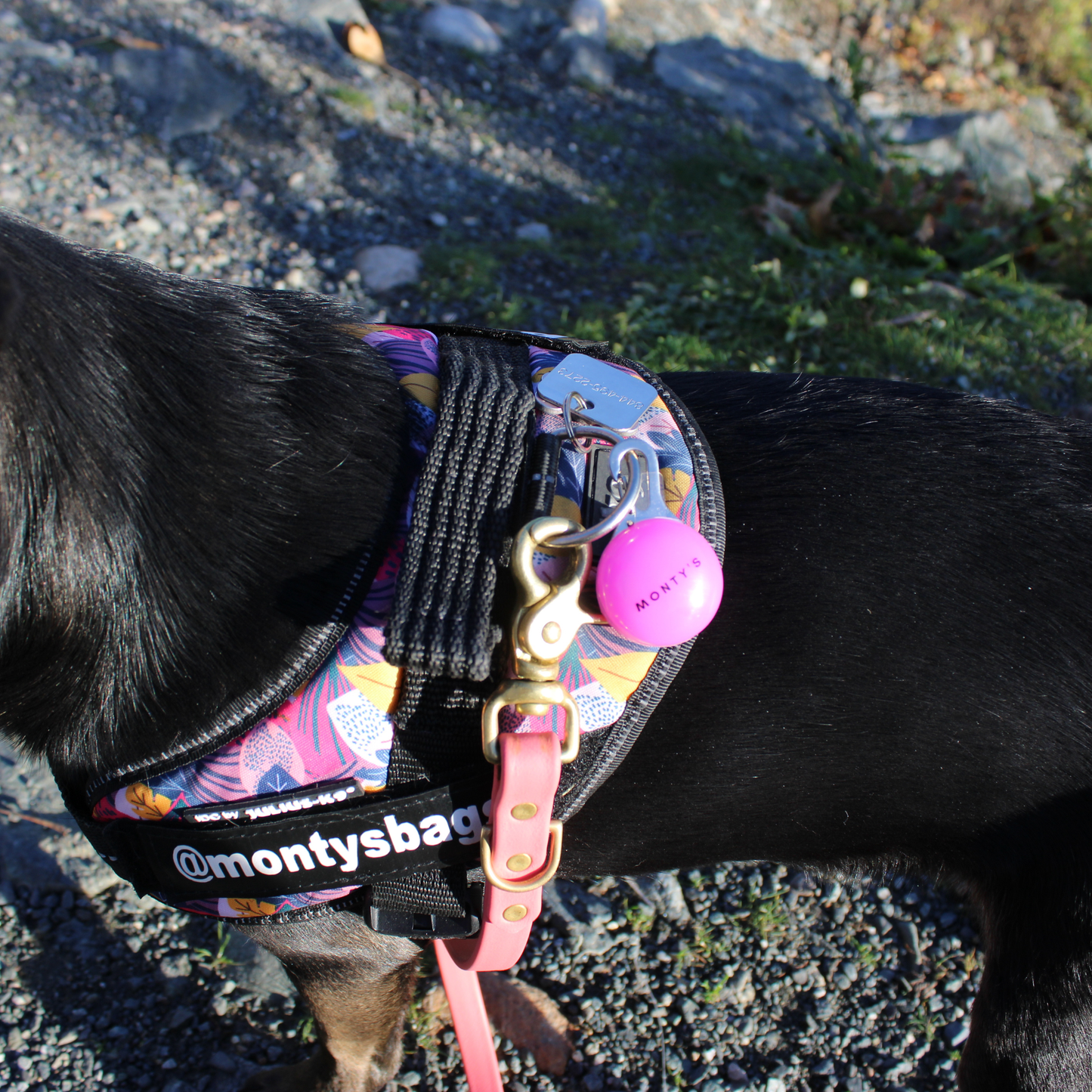 Collier/harnais lumineux pour chien rechargeable par USB 🍁