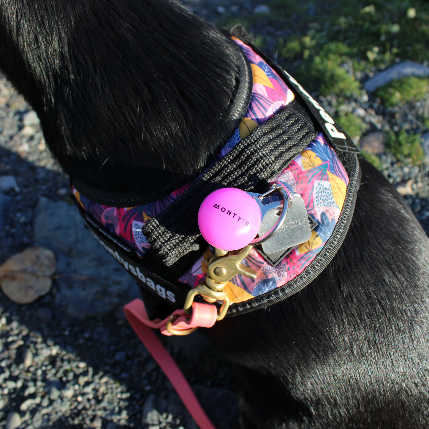 Collier/harnais lumineux pour chien rechargeable par USB 🍁