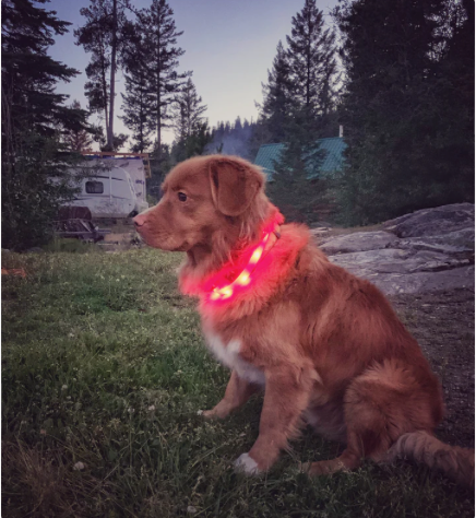 Collier de sécurité LED pour chien 🍁