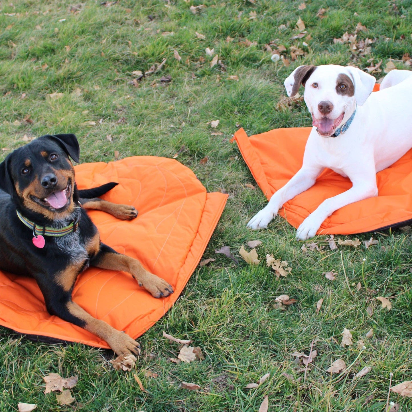 Sac de couchage compact imperméable pour chien – Alpha Pak