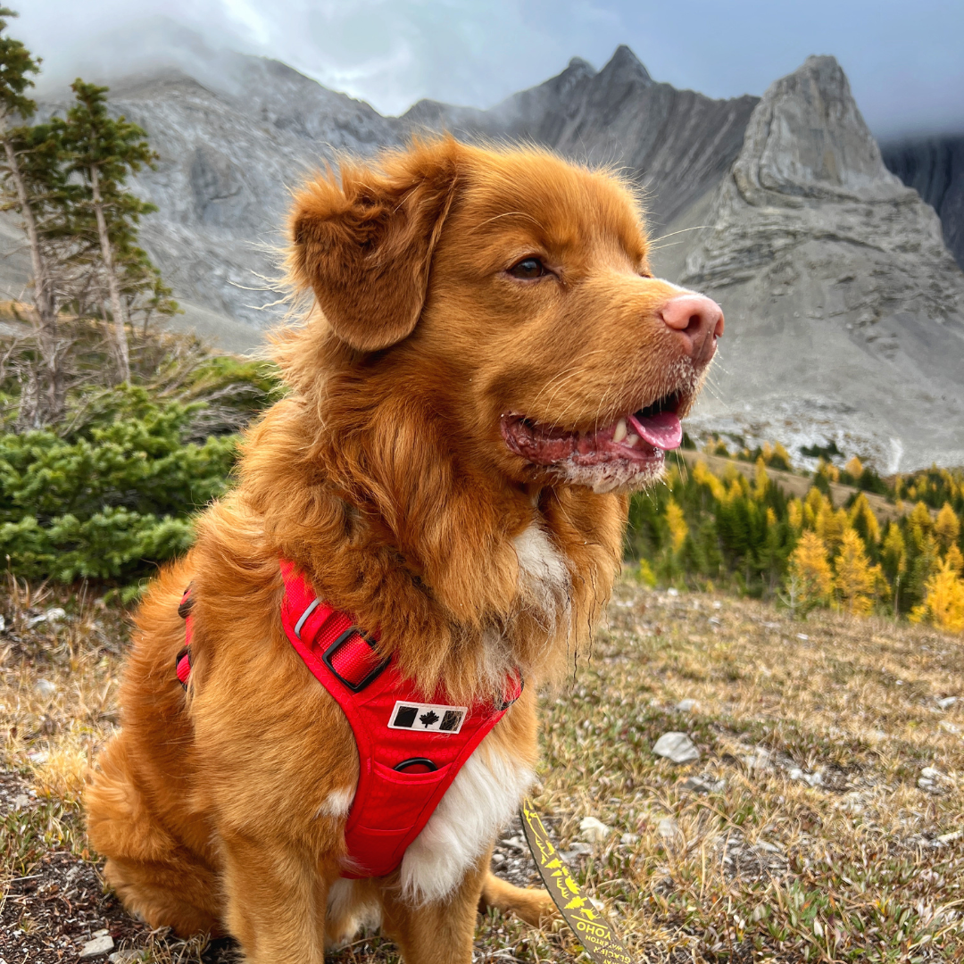 Harnais tout terrain pour chien – RockyMountains 🍁