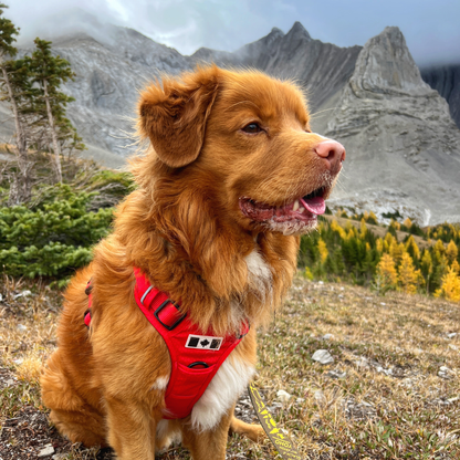 Harnais tout terrain pour chien – RockyMountains 🍁