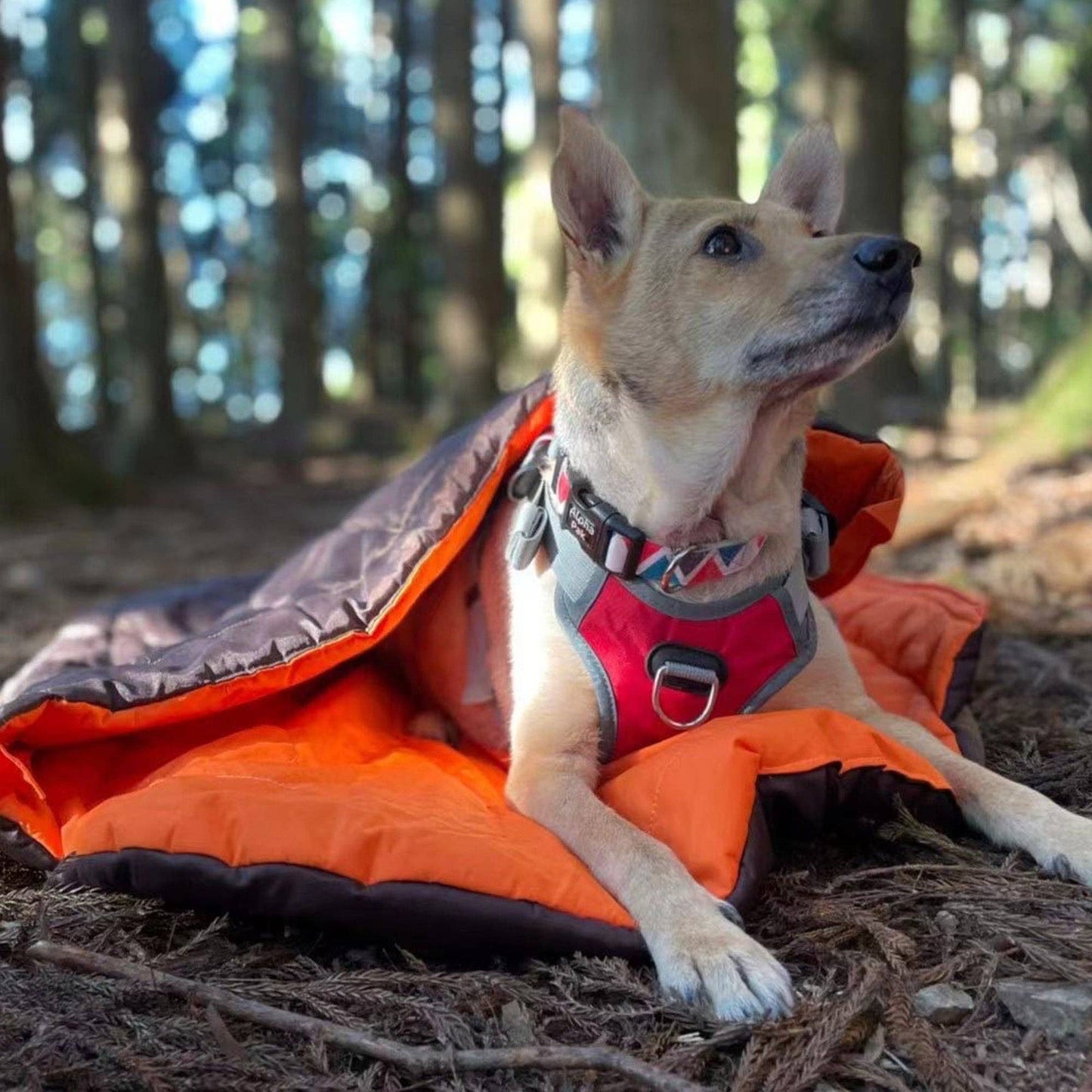 Sac de couchage compact imperméable pour chien – Alpha Pak
