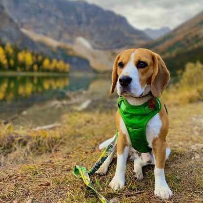 Harnais tout terrain pour chien – RockyMountains 🍁