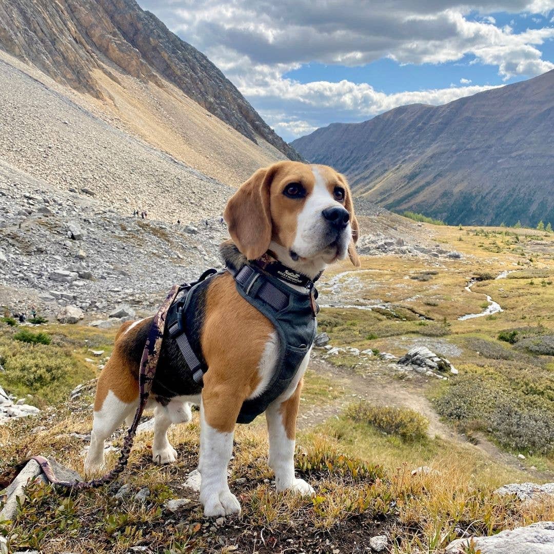 Harnais tout terrain pour chien – RockyMountains 🍁