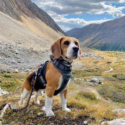 Harnais tout terrain pour chien – RockyMountains 🍁
