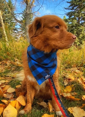 Bandana en flanelle 🍁