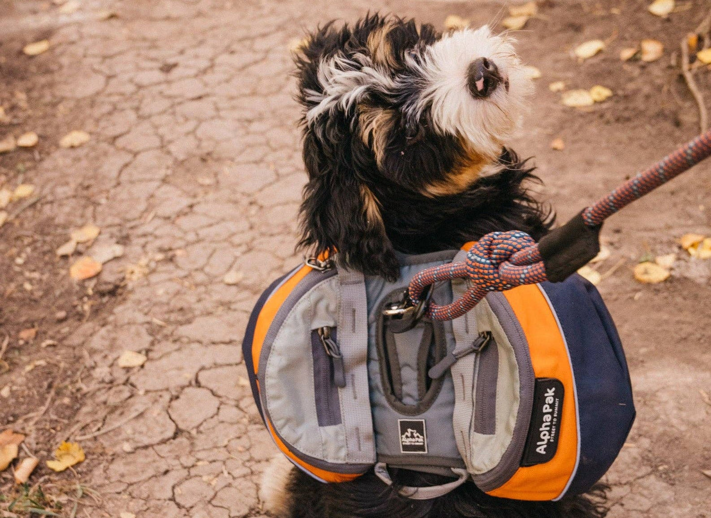 Sac à dos harnais pour chien Adventurer