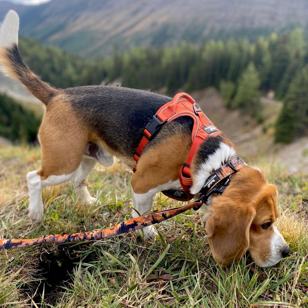 Harnais tout terrain pour chien – RockyMountains 🍁