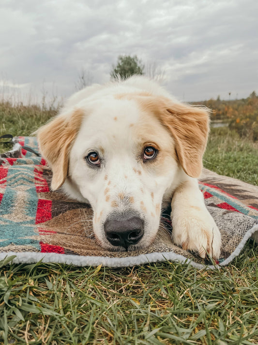 Emmenez le confort partout : plaid réversible laine & Sherpa pour chien. Parfait pour la maison, le voyage ou le camping en toute saison.