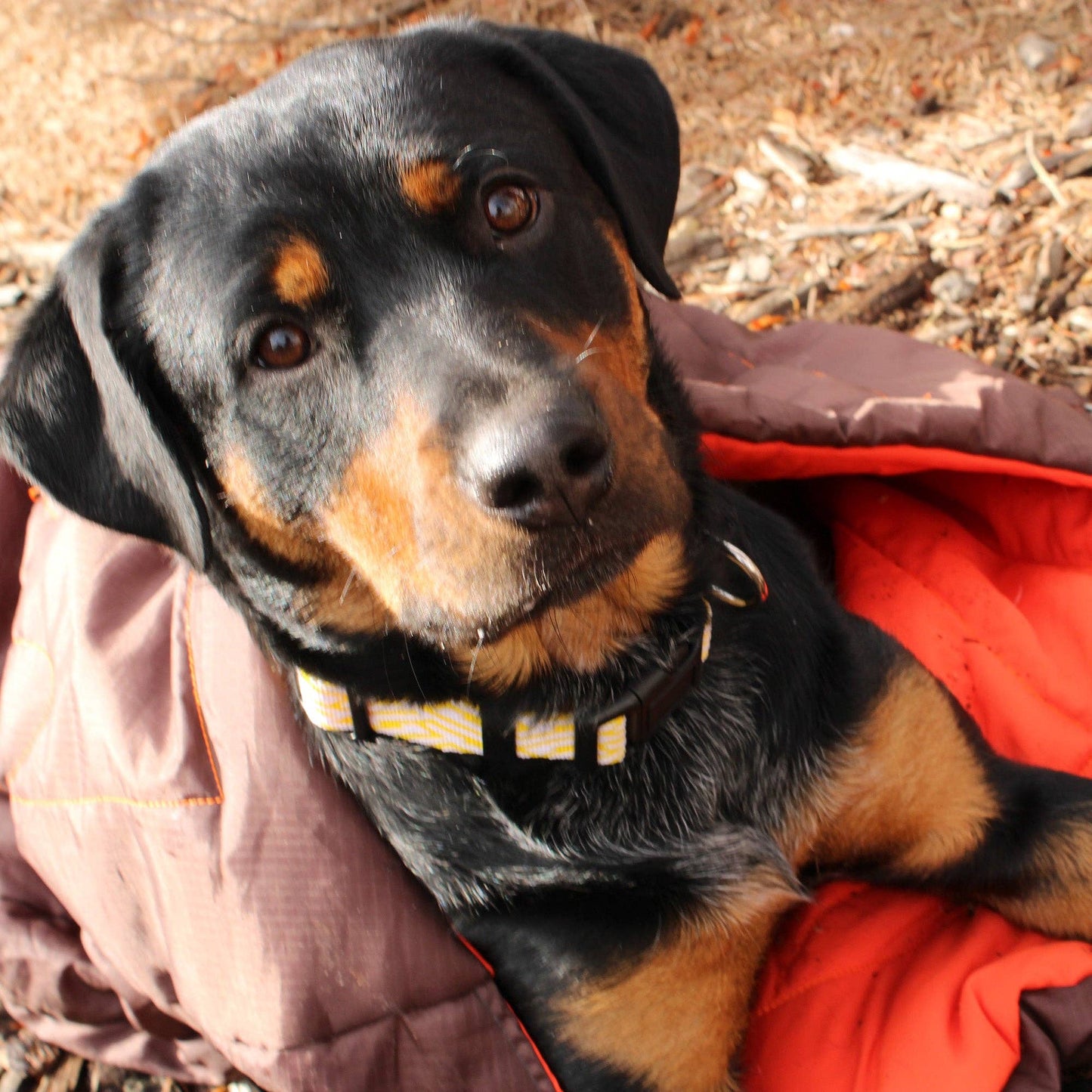 Sac de couchage compact imperméable pour chien – Alpha Pak