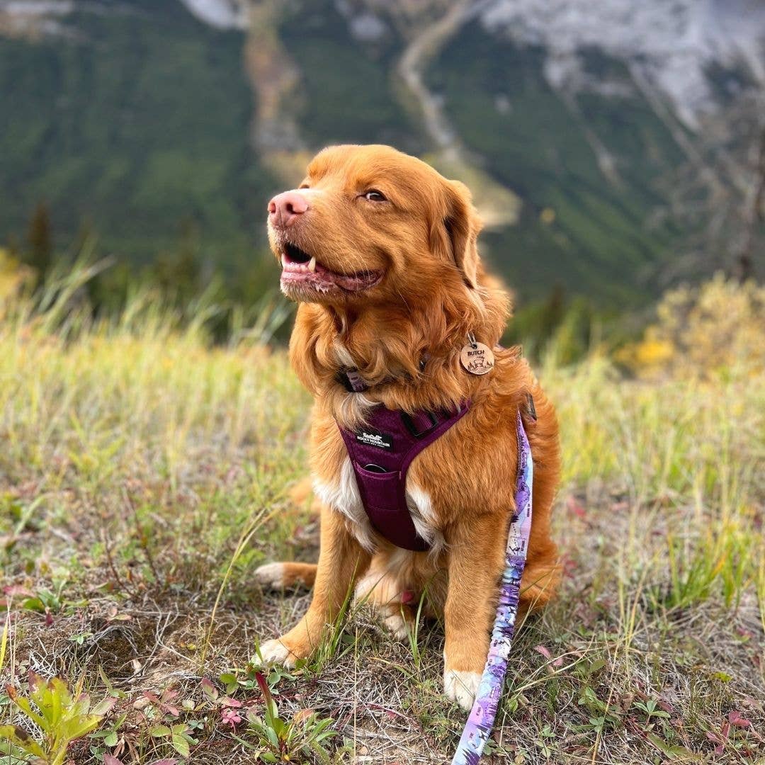 Harnais tout terrain pour chien – RockyMountains 🍁