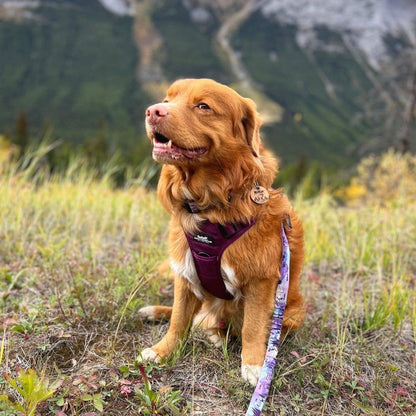 Harnais tout terrain pour chien – RockyMountains 🍁