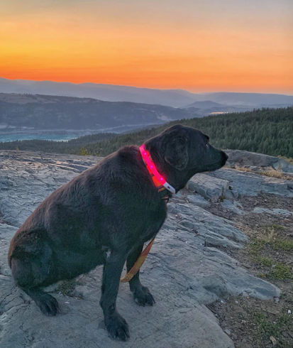 Collier de sécurité LED pour chien 🍁