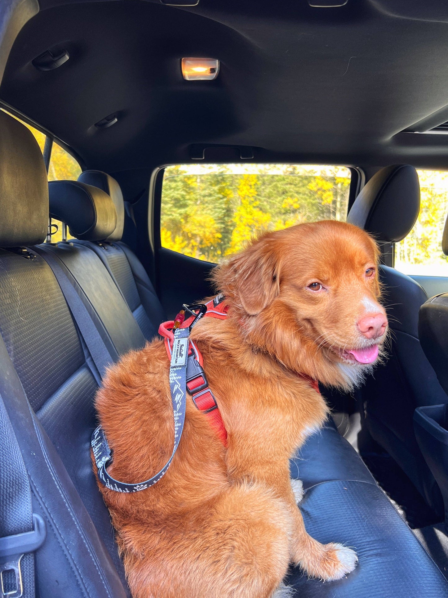 Dispositif de retenue à fermoir pour chien Carsafe 🍁