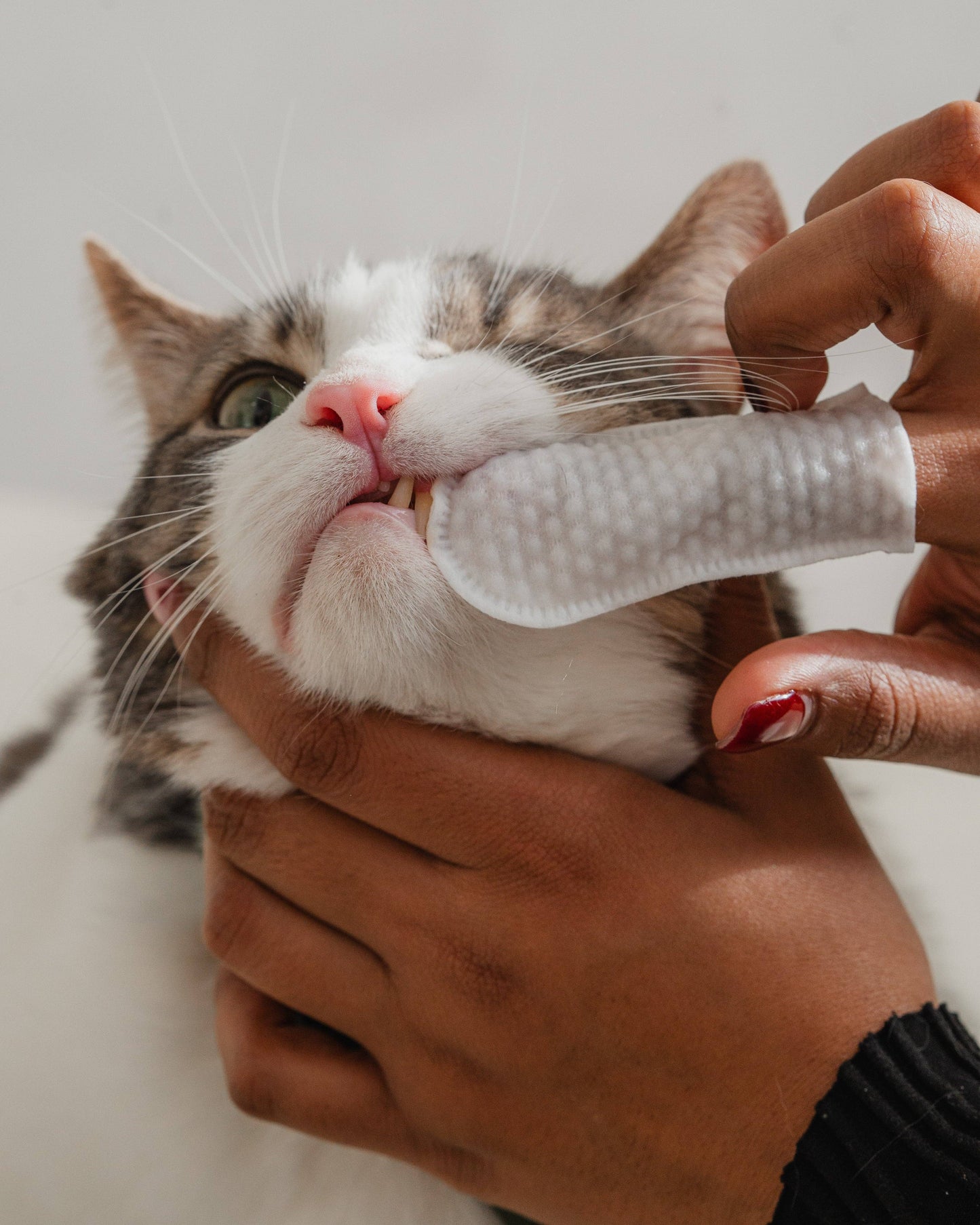 Lot de 100 lingettes de nettoyage dentaire pour chats 🍁